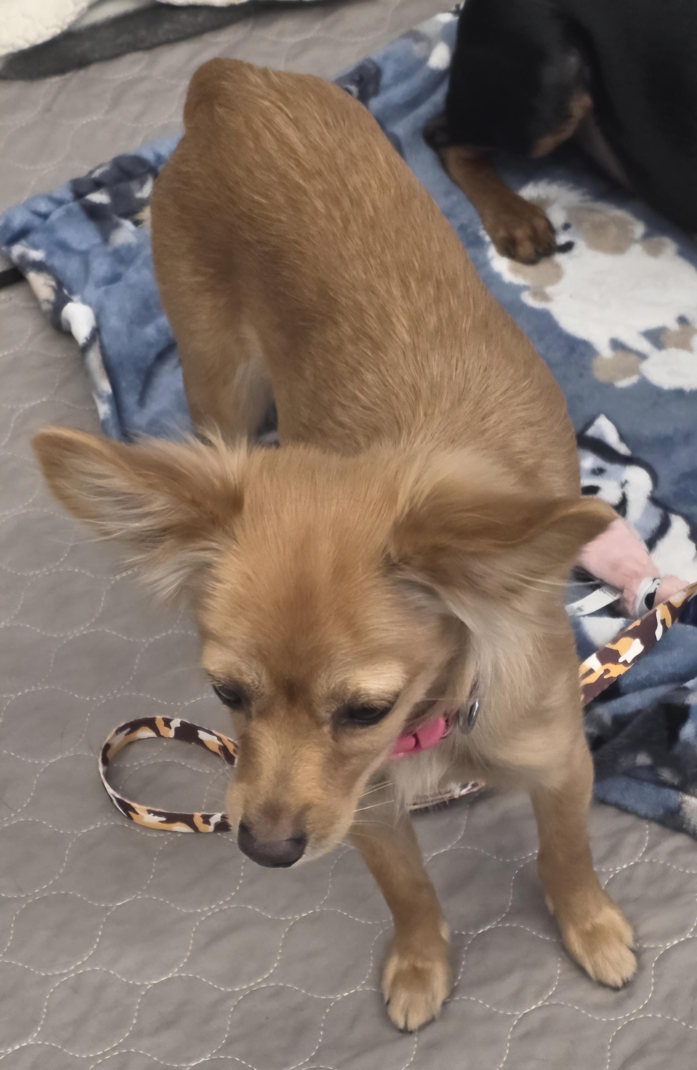 Gypsy, an adoptable Papillon, Chihuahua in Lancaster, CA, 93536 | Photo Image 2