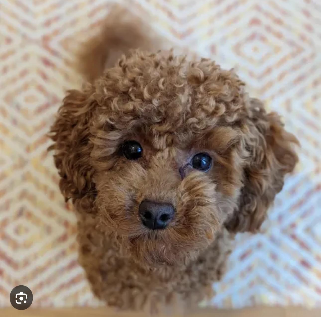 Enlarge Sophia, an adopted Poodle (Toy) in Las Vegas, NV image 1/1