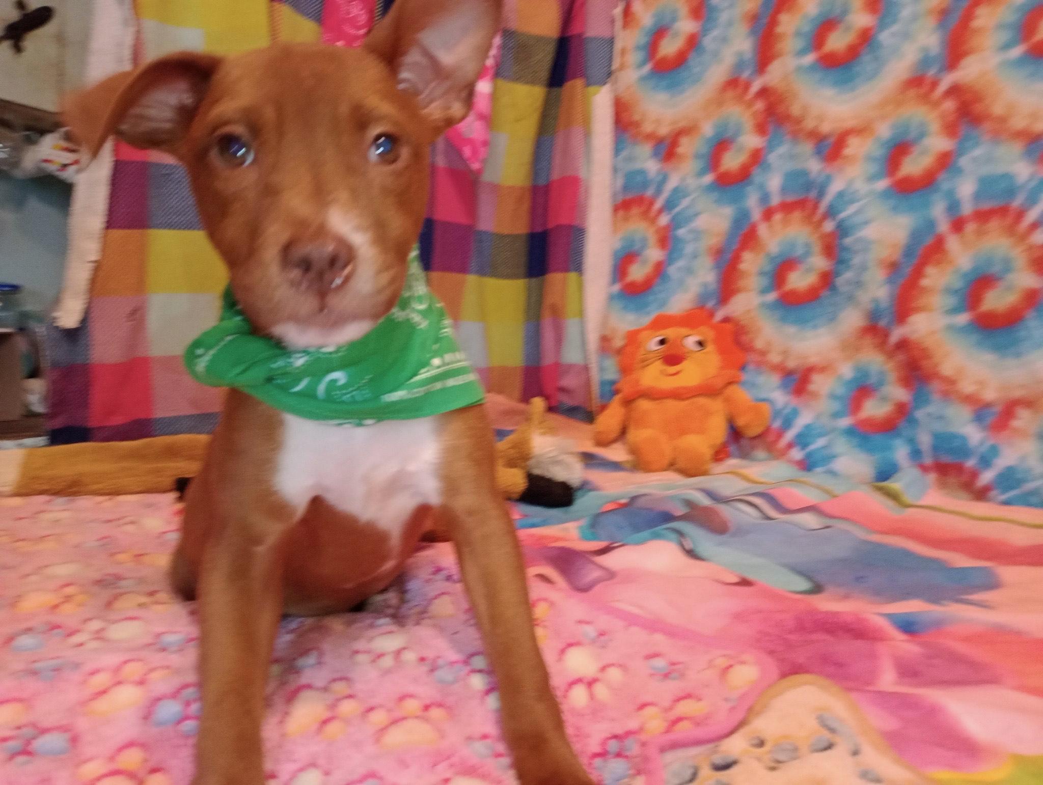 buttercup, a Adoptable mixed breed in Texarkana, TX image 1/2