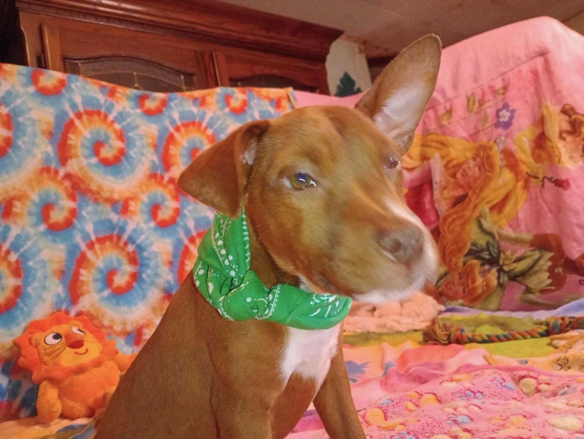 buttercup, a Adoptable mixed breed in Texarkana, TX image 2/2