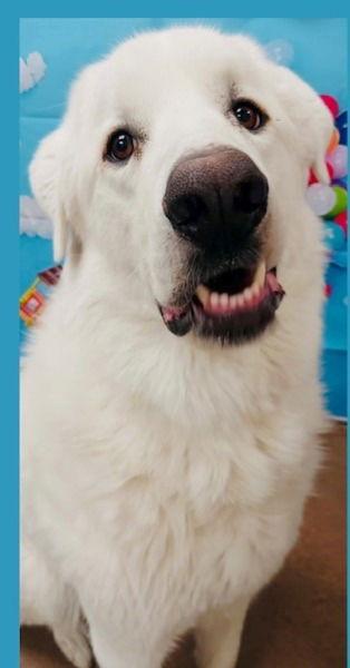 OS Bear, Adoptable, Adult Male Great Pyrenees.