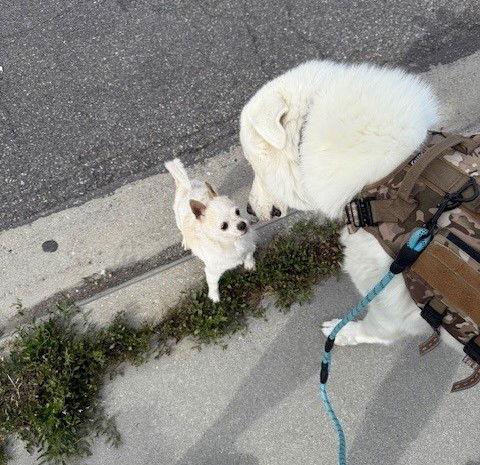 Enlarge OS Bear, a Adoptable Great Pyrenees in Bountiful, UT image 2/3