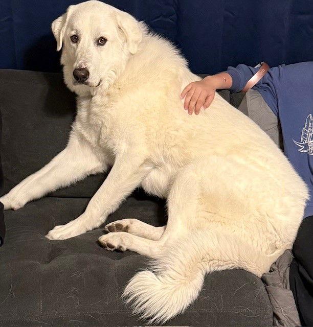 Enlarge OS Bear, a Adoptable Great Pyrenees in Bountiful, UT image 3/3