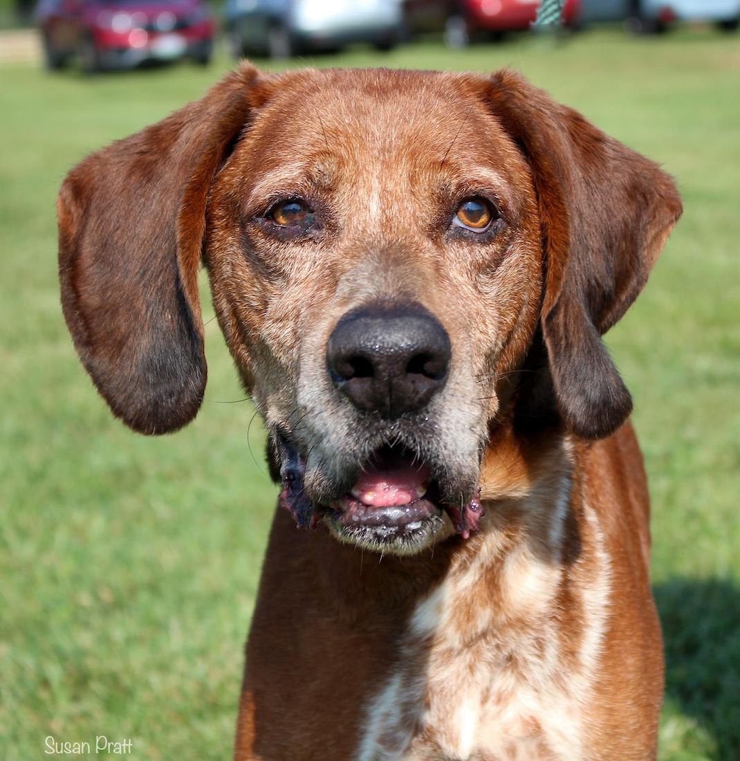Enlarge Sir Greg of the Ree, a Adoptable mixed breed in Bedford, VA image 1/3