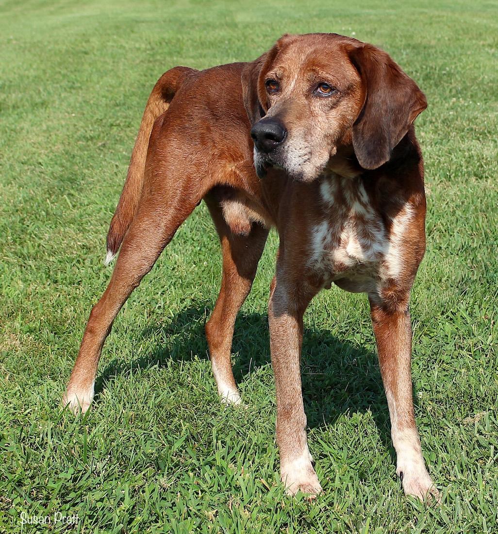 Enlarge Sir Greg of the Ree, a Adoptable mixed breed in Bedford, VA image 2/3