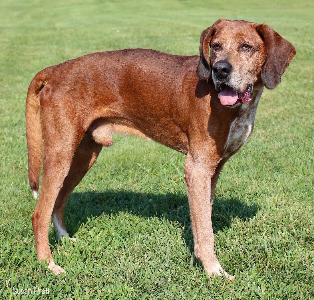 Enlarge Sir Greg of the Ree, a Adoptable mixed breed in Bedford, VA image 3/3