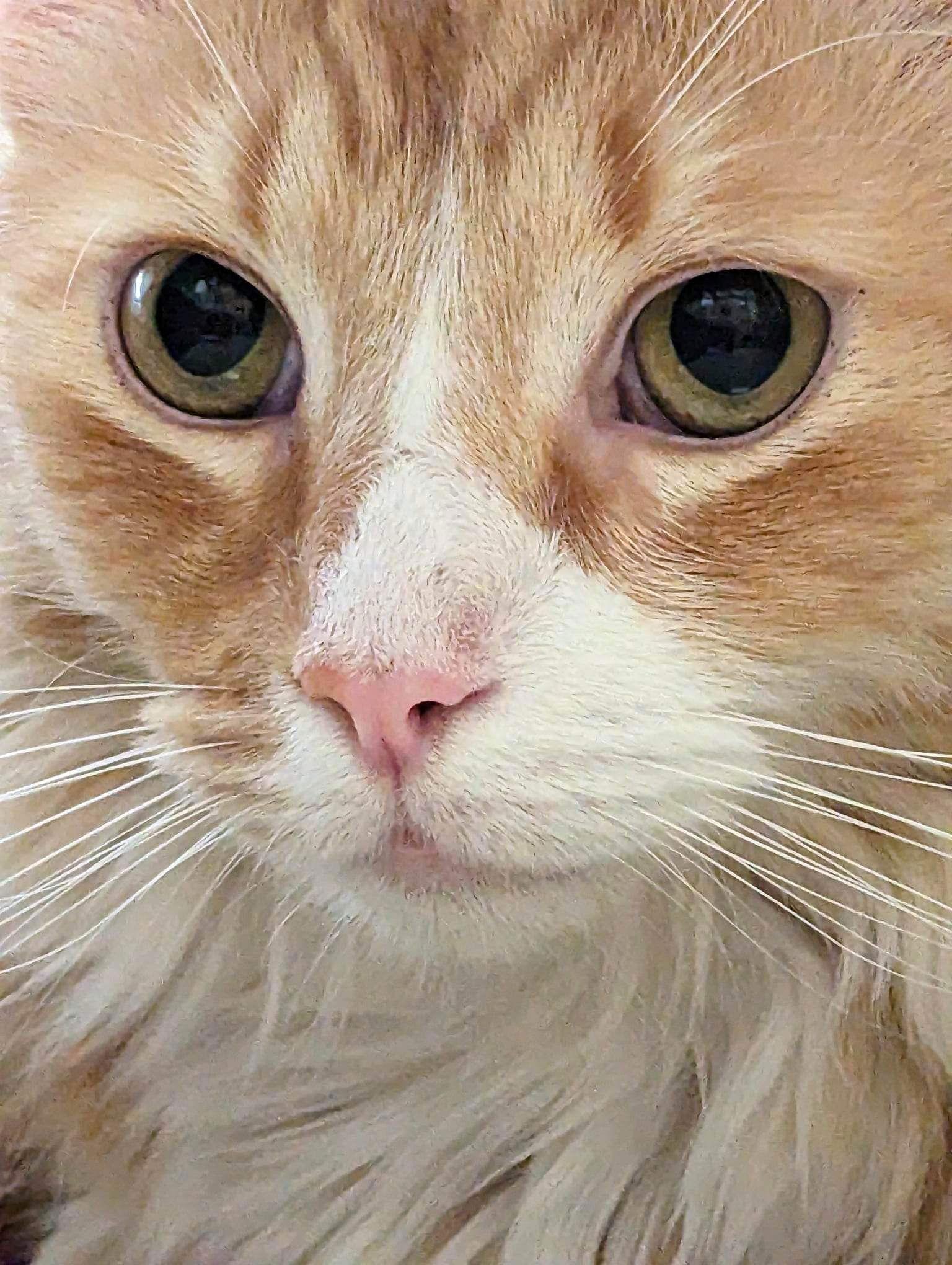 Firefly, a Adoptable Domestic Medium Hair in Camden, SC image 1/3