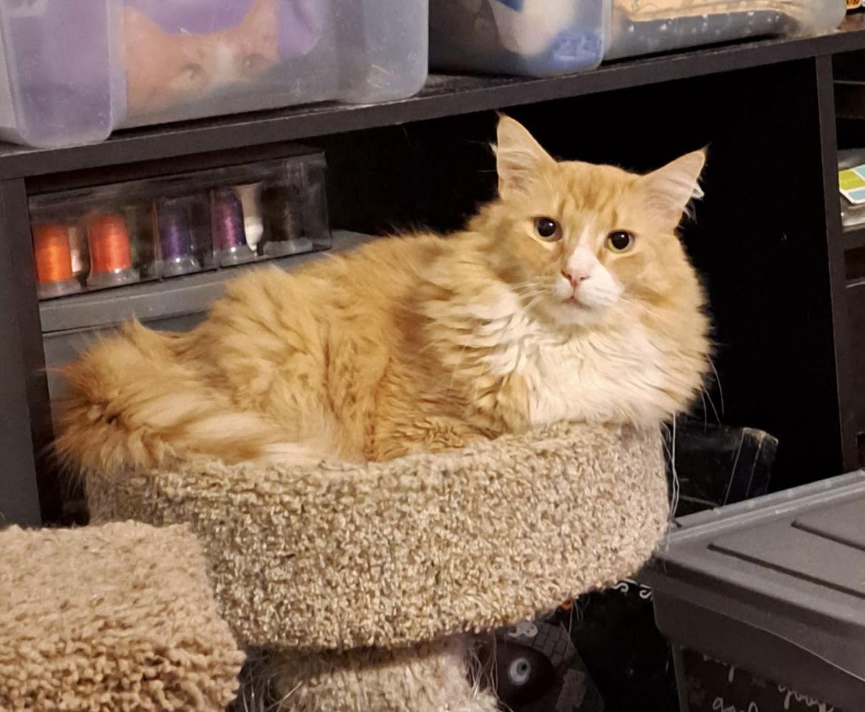 Firefly, a Adoptable Domestic Medium Hair in Camden, SC image 2/6