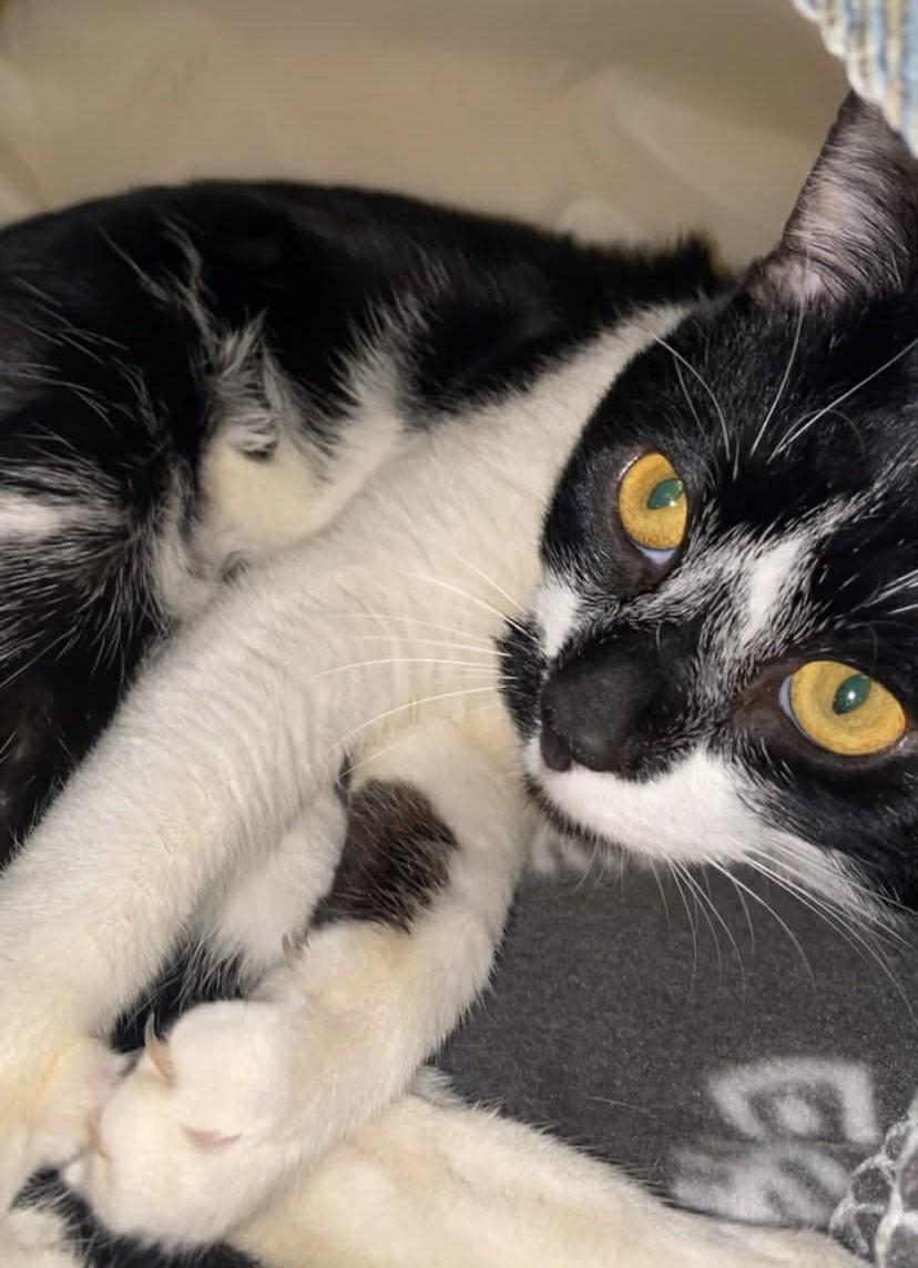 Wallace, ADOPTABLE, Adult Male Domestic Short Hair.