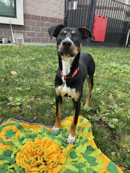 Enlarge Sunflower, a Adoptable mixed breed in Oakland, CA image 1/1