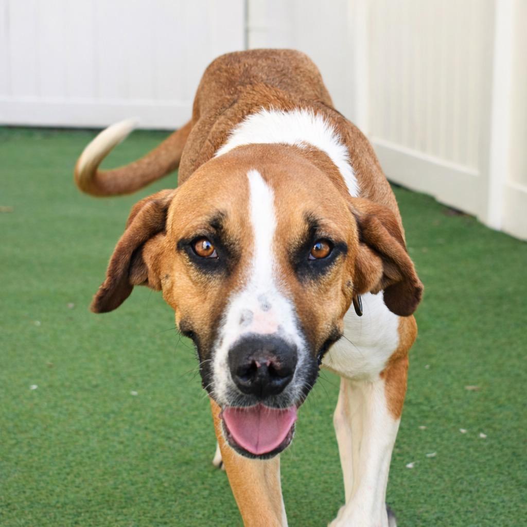 Davey, a Adoptable mixed breed in Saint Petersburg, FL image 3/4