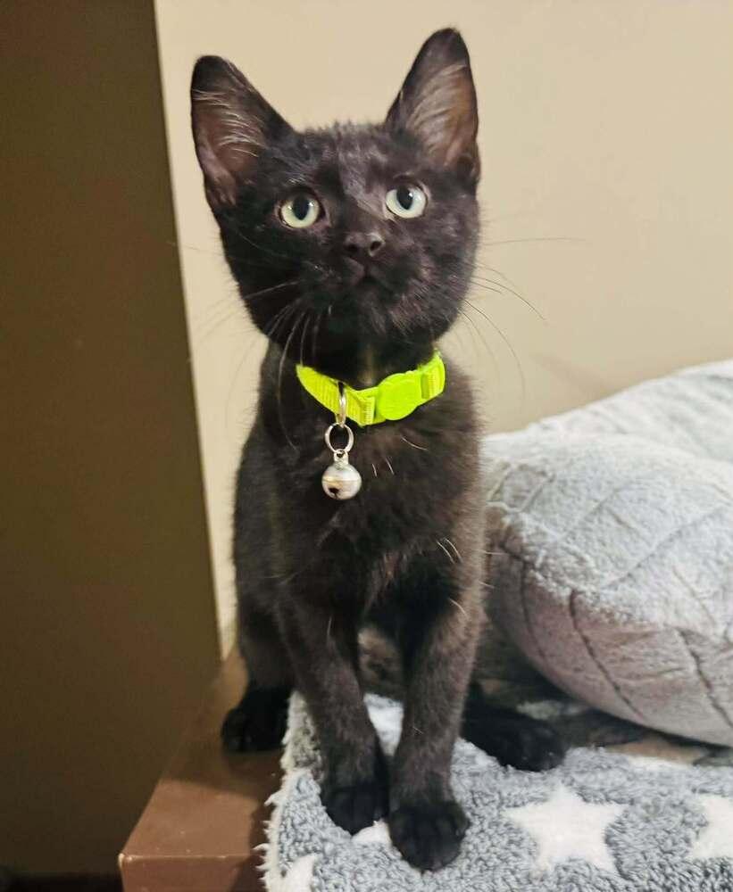 Enlarge Rainier, a Adoptable mixed breed in Lincoln, NE image 2/6