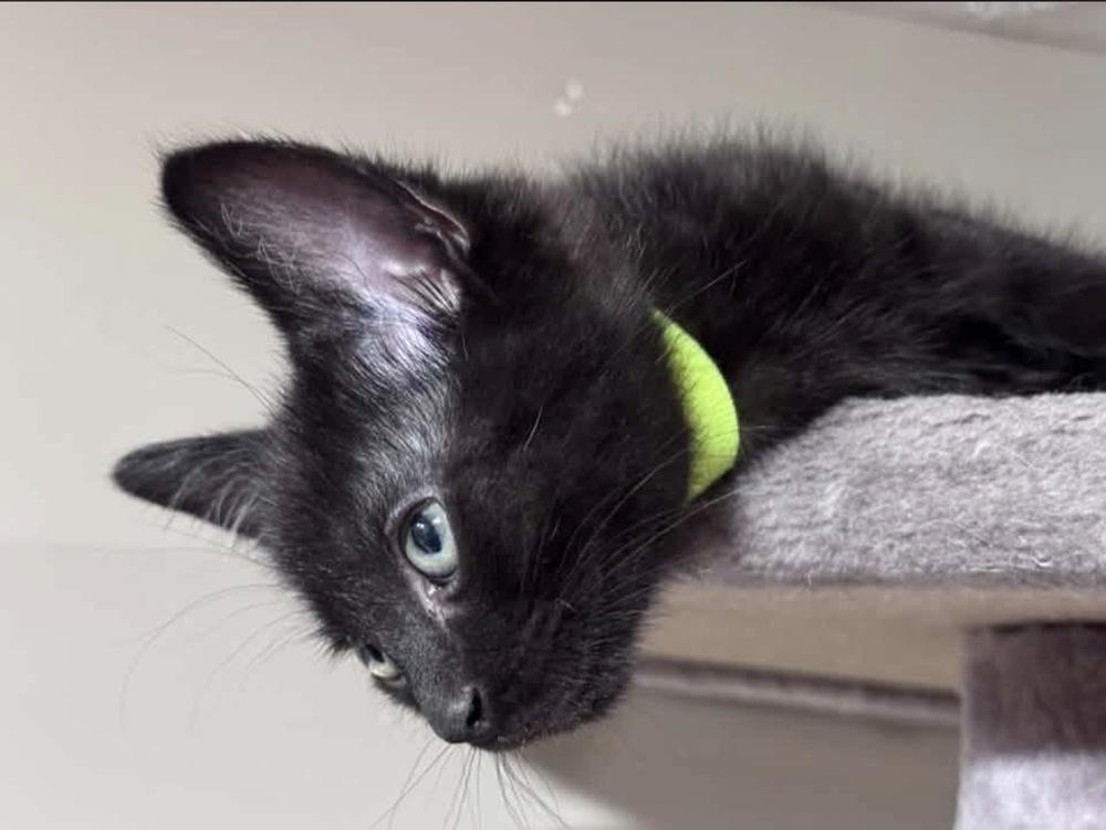 Enlarge Rainier, a Adoptable mixed breed in Lincoln, NE image 3/6