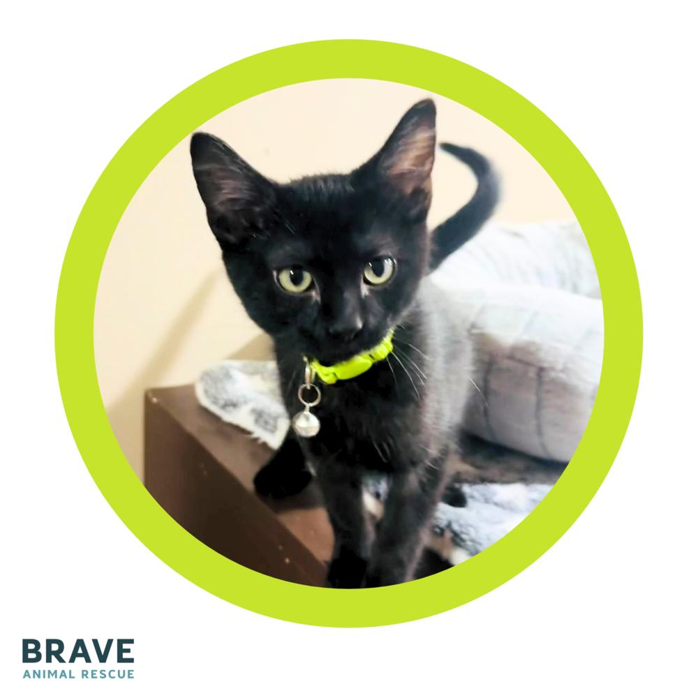 Enlarge Rainier, a Adoptable mixed breed in Lincoln, NE image 4/6