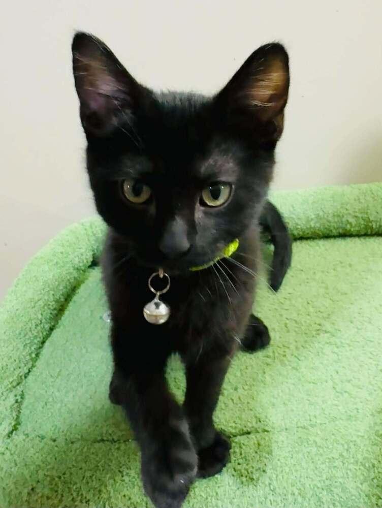 Enlarge Rainier, a Adoptable mixed breed in Lincoln, NE image 5/6