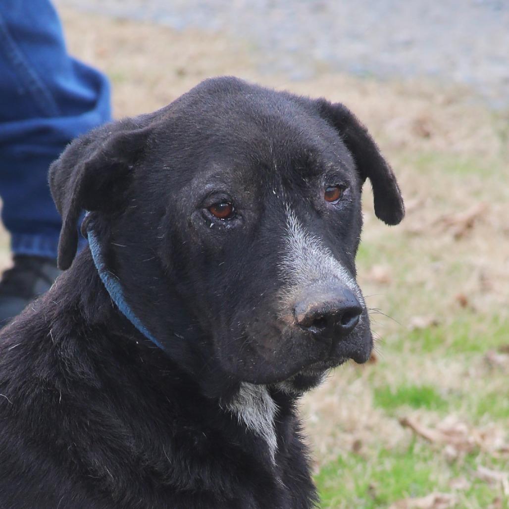 Odie B, Adoptable, Adult Male Black Labrador Retriever.