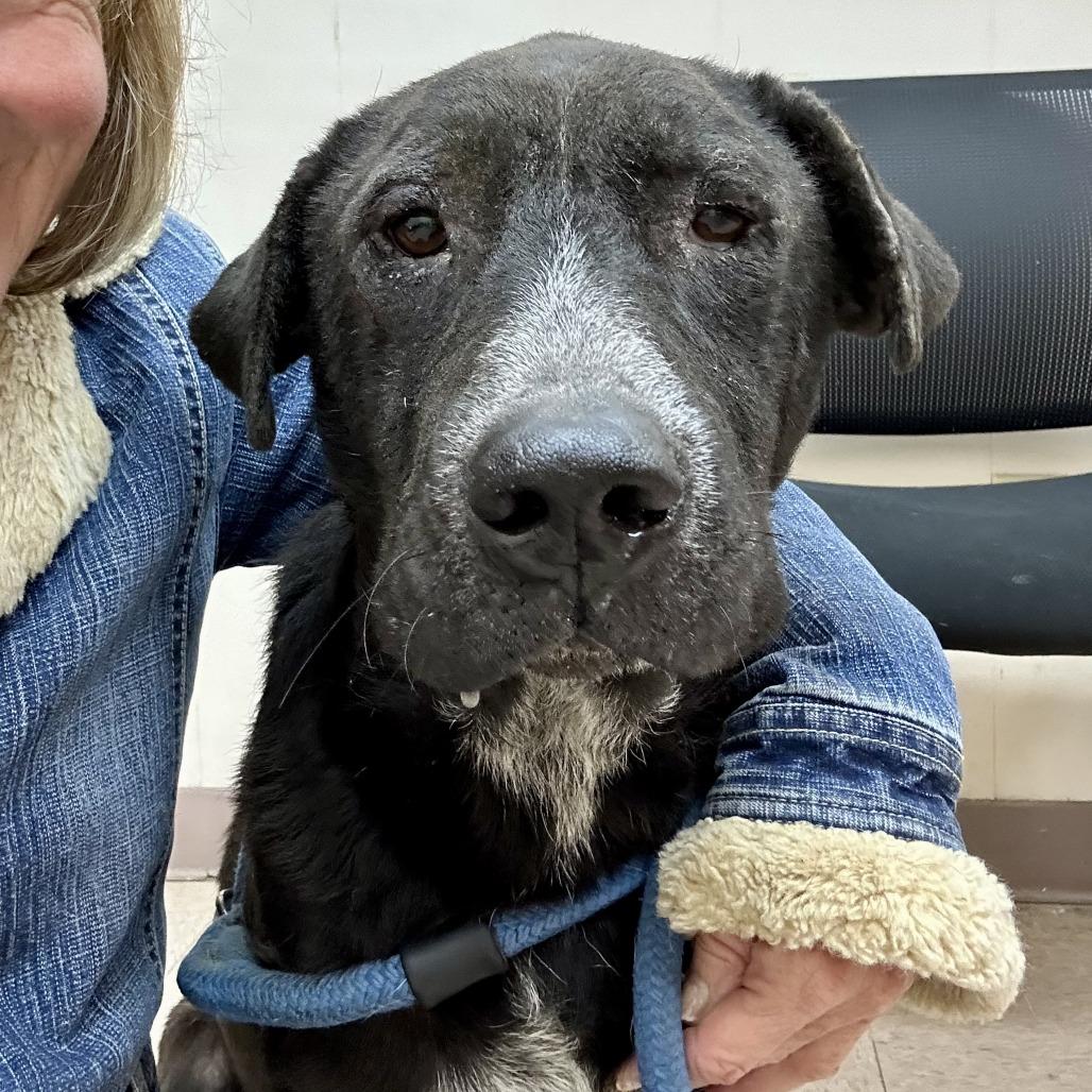 Enlarge Odie B, a Adoptable Black Labrador Retriever in Natchitoches, LA image 2/6