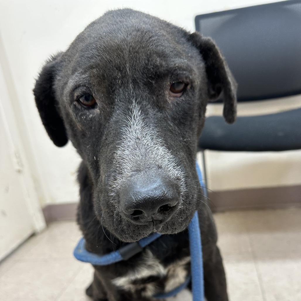 Enlarge Odie B, a Adoptable Black Labrador Retriever in Natchitoches, LA image 3/6