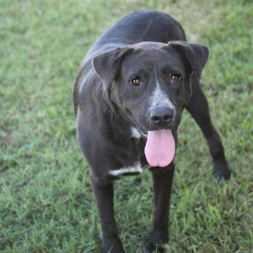 Enlarge Odie B, a Adoptable Black Labrador Retriever in Natchitoches, LA image 4/6