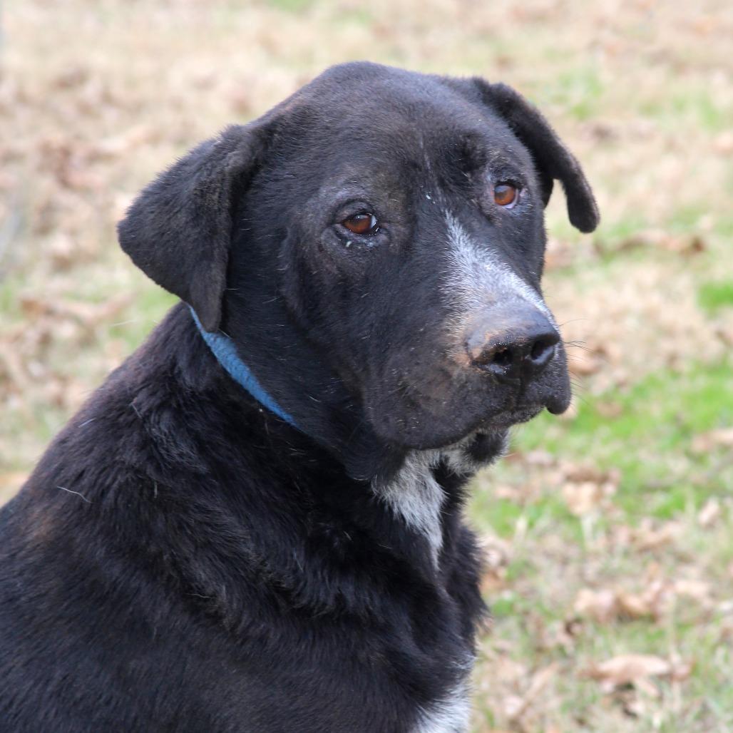 Enlarge Odie B, a Adoptable Black Labrador Retriever in Natchitoches, LA image 5/6