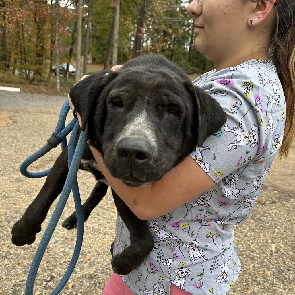 Enlarge Odie B, a Adoptable Black Labrador Retriever in Natchitoches, LA image 6/6