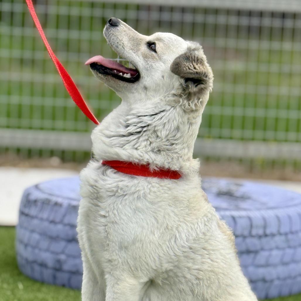 Enlarge Yuka, a Adoptable mixed breed in Austin, TX image 3/4