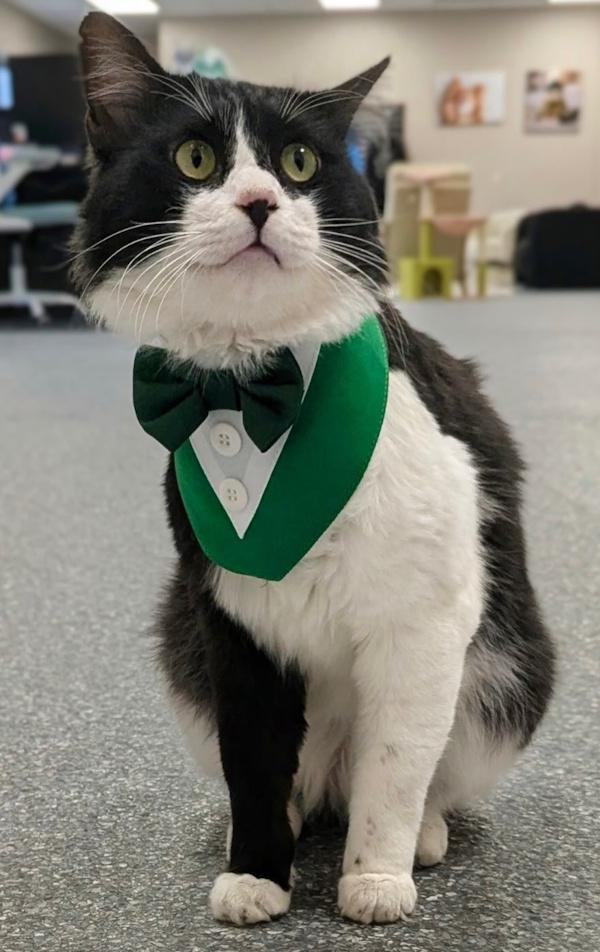 Enlarge COSMIC, a ADOPTABLE mixed breed in Madison, WI image 4/5