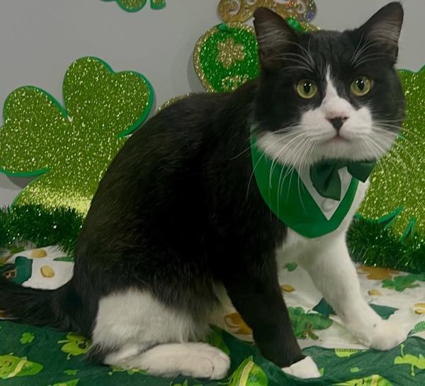 Enlarge COSMIC, a ADOPTABLE mixed breed in Madison, WI image 3/5