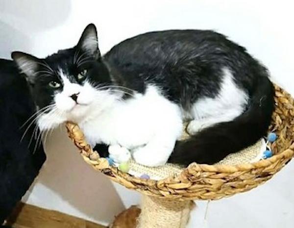 Enlarge COSMIC, a ADOPTABLE Tuxedo in Madison, WI image 2/4