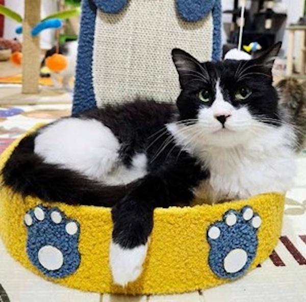 COSMIC, ADOPTABLE, Adult Male Tuxedo.