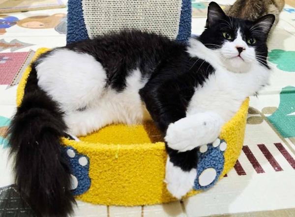 Enlarge COSMIC, a ADOPTABLE Tuxedo in Madison, WI image 4/4