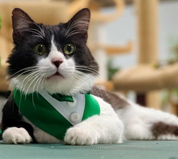 COSMIC, ADOPTABLE, Adult Male Domestic Medium Hair & Tuxedo.