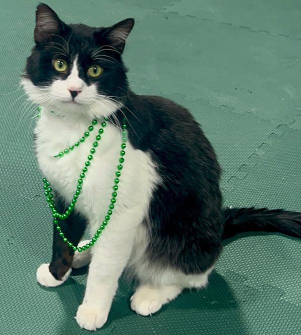 Enlarge COSMIC, a ADOPTABLE mixed breed in Madison, WI image 5/5