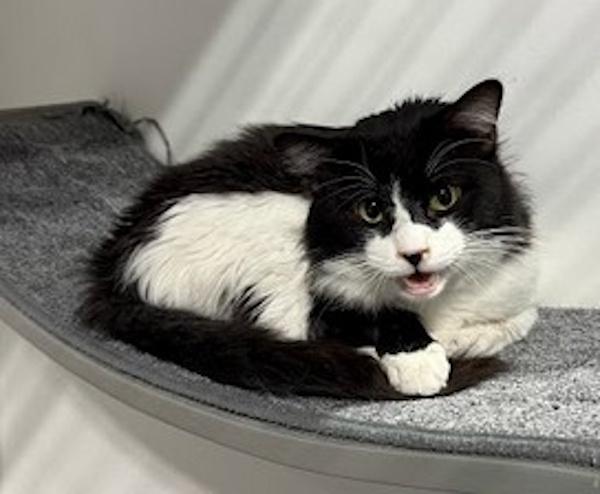 Enlarge COSMIC, a ADOPTABLE Tuxedo in Madison, WI image 3/4