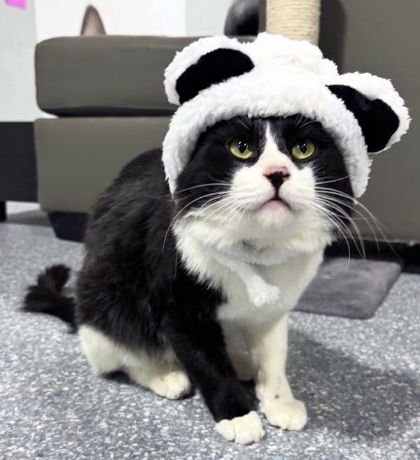 COSMIC, ADOPTABLE, Adult Male Tuxedo & Domestic Medium Hair.