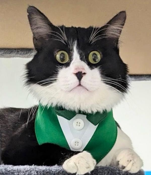 Enlarge COSMIC, a ADOPTABLE mixed breed in Madison, WI image 2/5