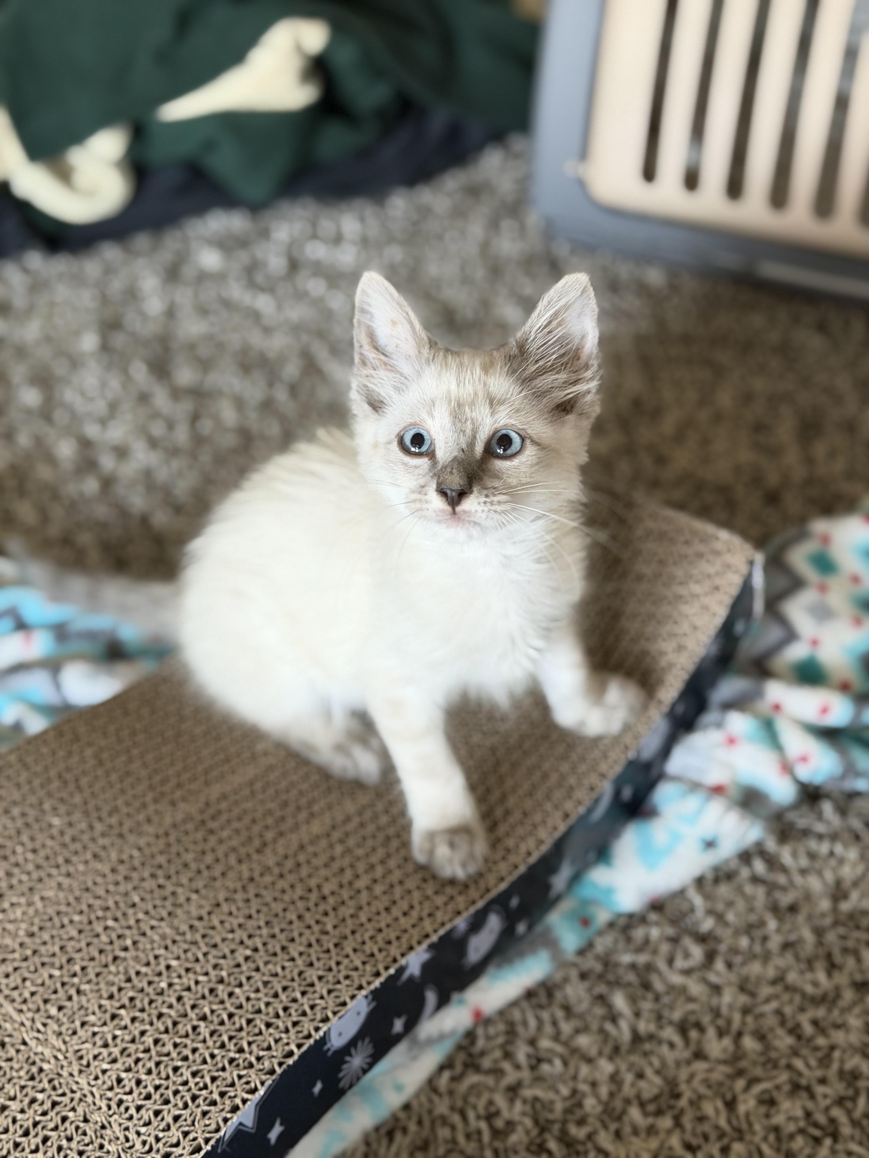 Enlarge Milo, an adopted Siamese in Bryan, TX image 2/2