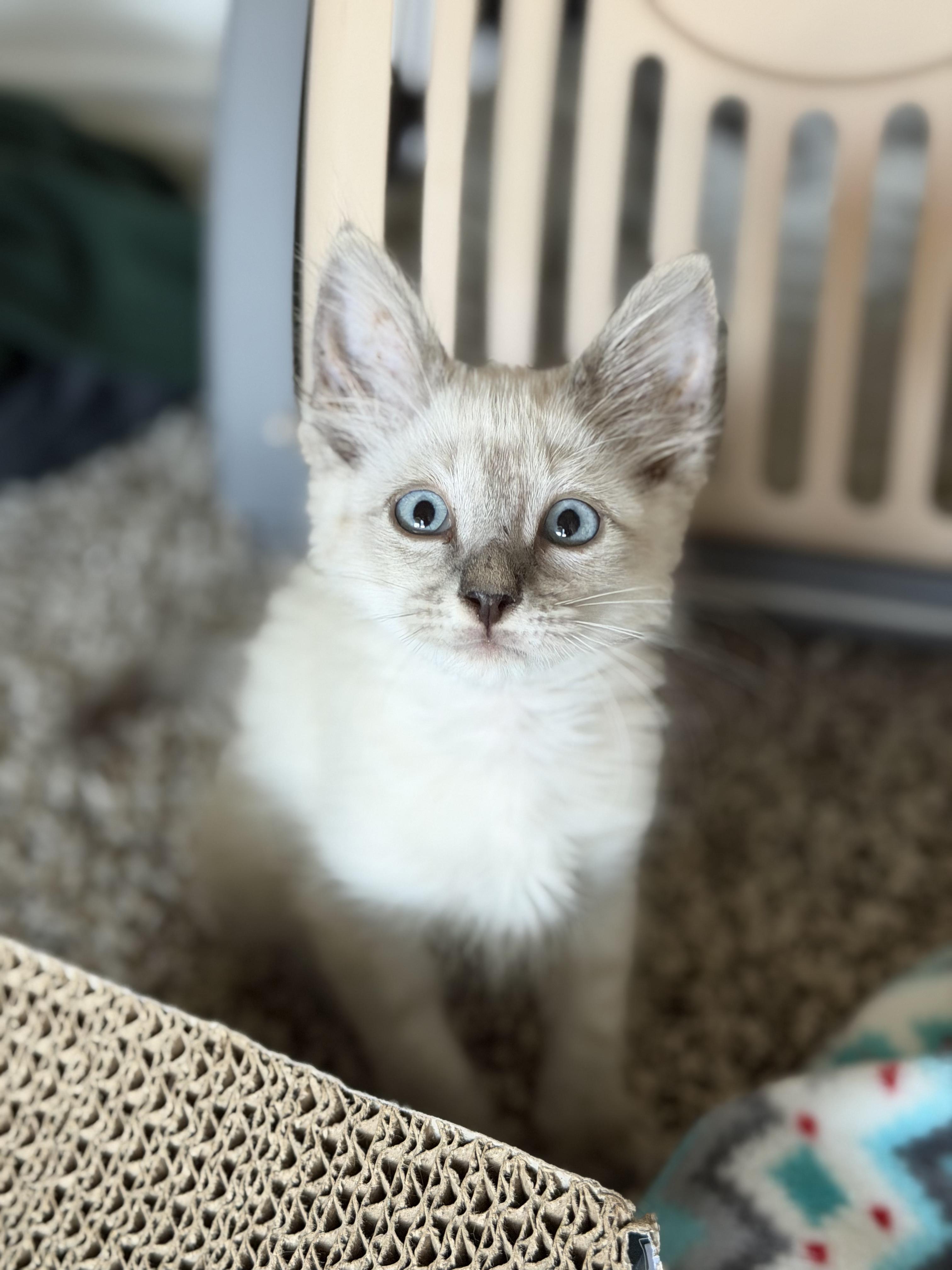 Milo, adopted, Kitten Male Siamese.