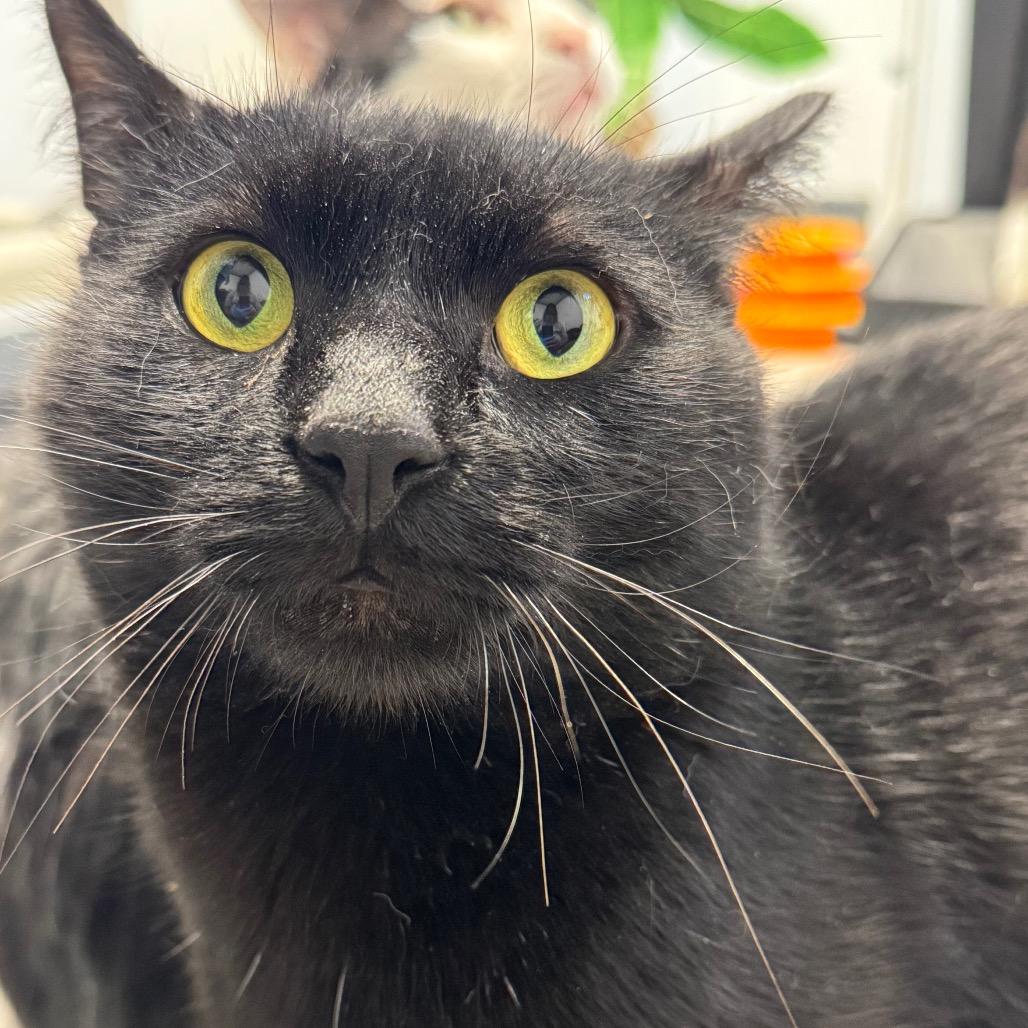 Enlarge Larry ARC2026-287, a Adoptable Domestic Short Hair in Akron, NY image 1/3