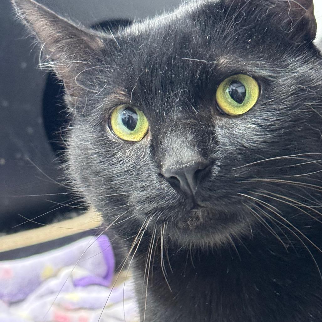 Enlarge Larry ARC2026-287, a Adoptable Domestic Short Hair in Akron, NY image 2/3