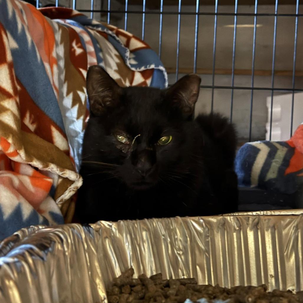 Enlarge Larry ARC2026-287, a Adoptable Domestic Short Hair in Akron, NY image 3/3