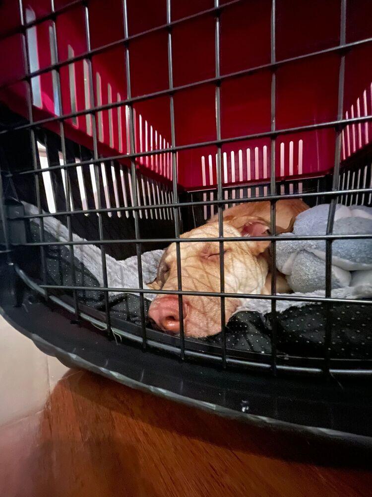 WREN - LOCAL! (Victoria), Adoptable, Young Female Labrador Retriever.