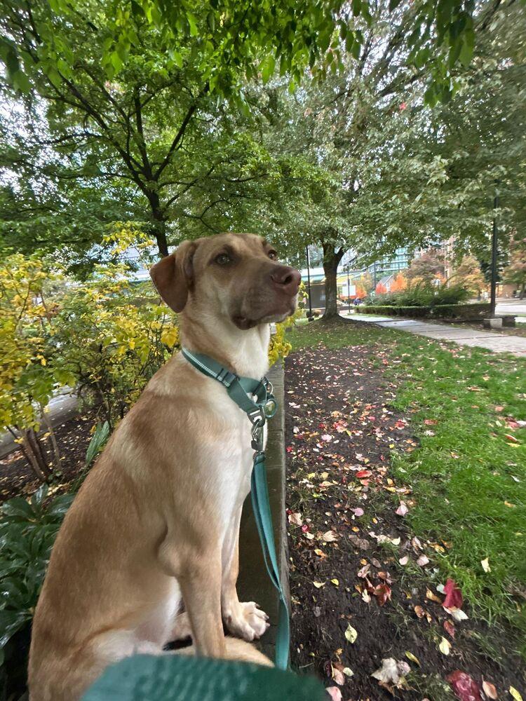 WREN - LOCAL! (Victoria), a Adoptable mixed breed in Langley, BC image 2/6