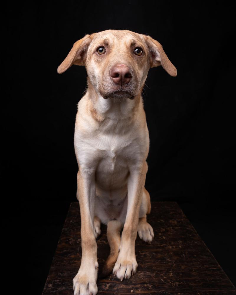 WREN - LOCAL! (Victoria), a Adoptable mixed breed in Langley, BC image 3/6