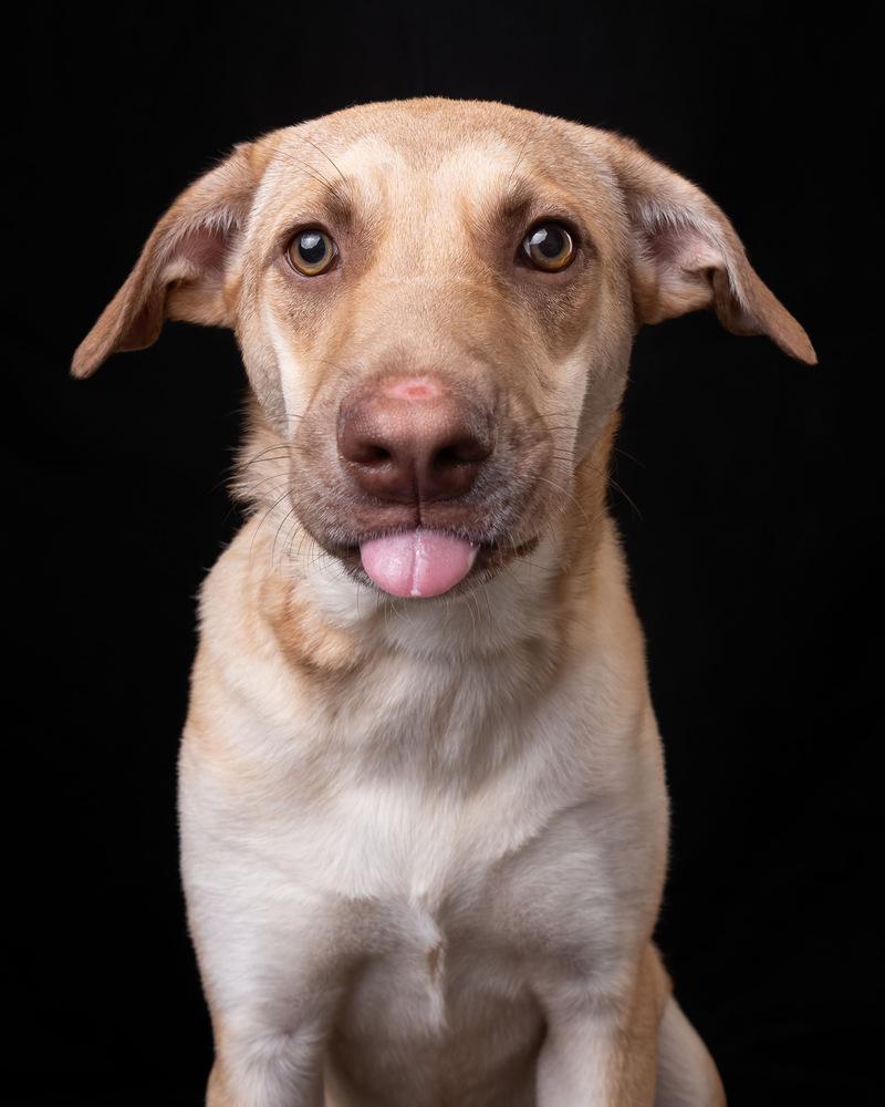 WREN - LOCAL! (Victoria), a Adoptable mixed breed in Langley, BC image 4/6