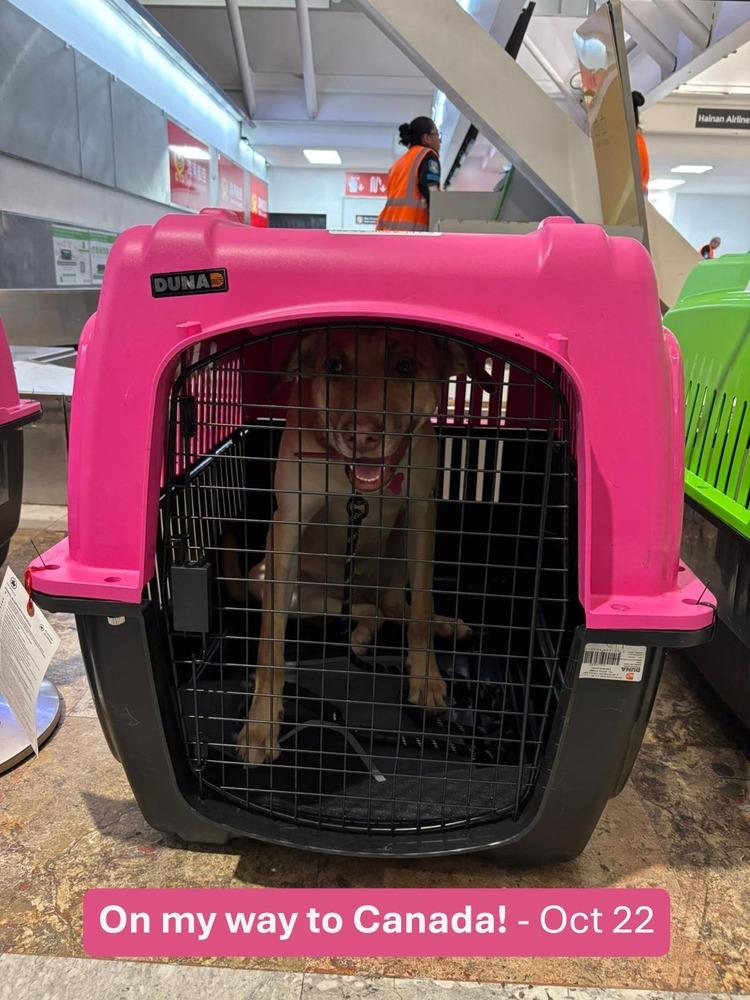 WREN - LOCAL! (Victoria), a Adoptable mixed breed in Langley, BC image 5/6