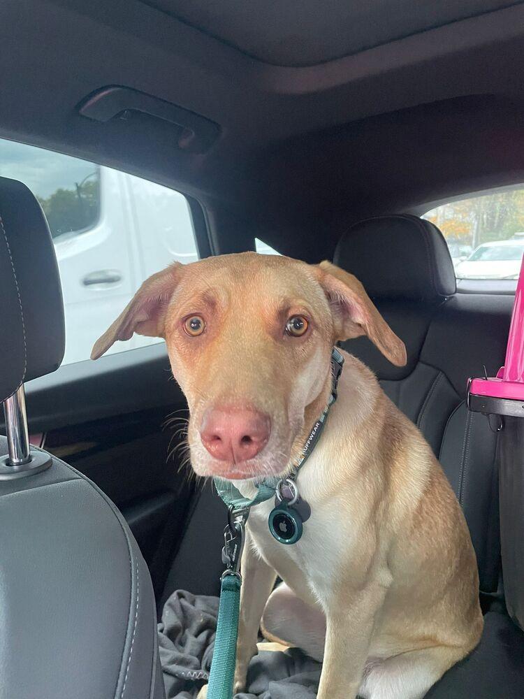 WREN - LOCAL! (Victoria), a Adoptable mixed breed in Langley, BC image 6/6