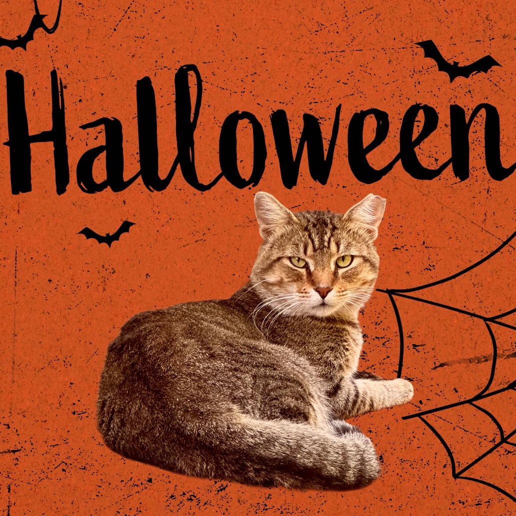 Theo the Hugger, a Adoptable Domestic Short Hair in Belvidere, IL image 2/2