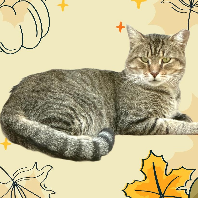 Theo the Hugger, a Adoptable Domestic Short Hair in Belvidere, IL image 1/2