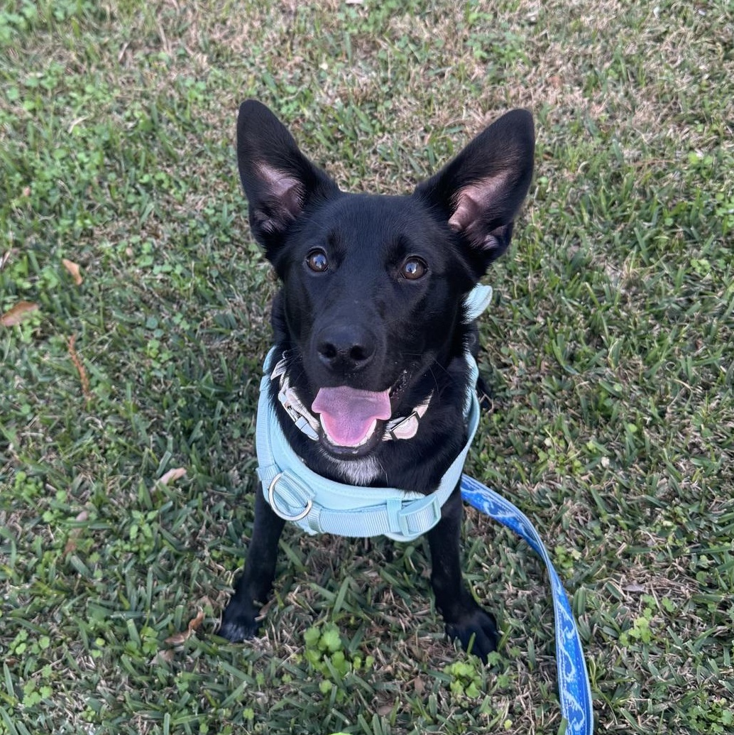 ~Courtesy ~ Lola, adopted, Young Female Labrador Retriever & Shepherd.